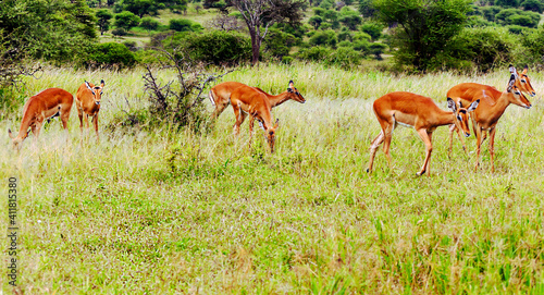 Antelopes in Africa © Tomas