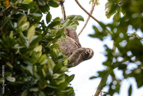 Folivora é uma subordem de mamíferos, da ordem Pilosa, cujas espécies são conhecidas popularmente por preguiça, bicho-preguiça.