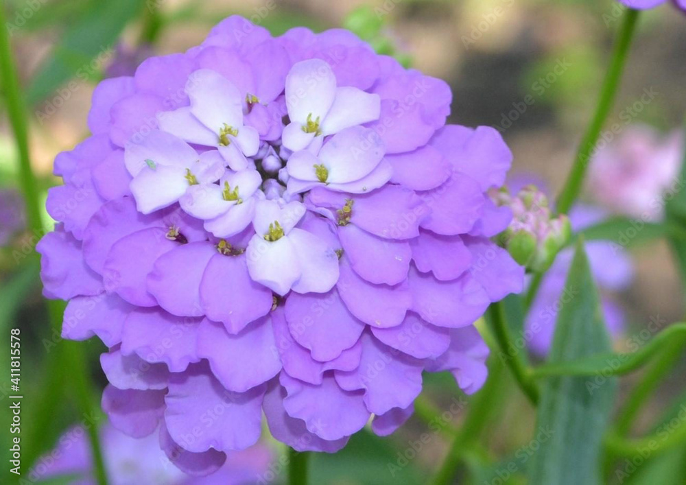 Close up purple iberis flower or candytuft. Flower Iberis umbellate violet flower on nature green field background in summer. Purple iberis flower closeup in garden image photo. Close up purple iberis flower or candytuft. Flower Iberis umbellate violet flower on nature green field background in summer. Purple iberis flower closeup in garden image photo.