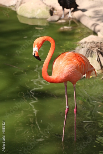 Flamingos se alimentando no lago.