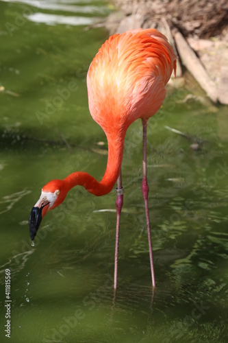 Flamingos se alimentando no lago.