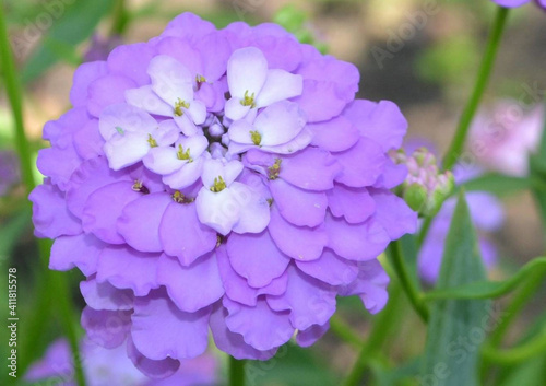 Close up purple iberis flower or candytuft. Flower Iberis umbellate violet flower on nature green field background in summer. Purple iberis flower closeup in garden image photo.