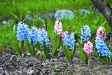 Background hyacinths flowering in garden. Macro of blue & pink hyacinth flowers. Many bunches of blue hyacinth flowers in spring field. Early spring hyacint plant as background or card for womens day