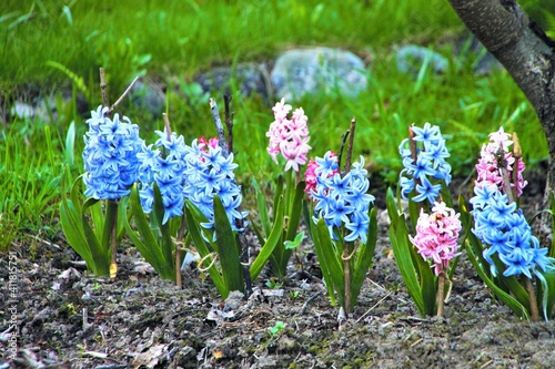 Background hyacinths flowering in garden. Macro of blue & pink hyacinth flowers. Many bunches of blue hyacinth flowers in spring field. Early spring hyacint plant as background or card for womens day photo