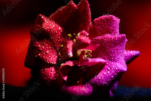 Selective focus on water drops with blurred background