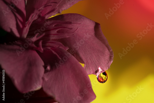 Selective focus on water drops with blurred background