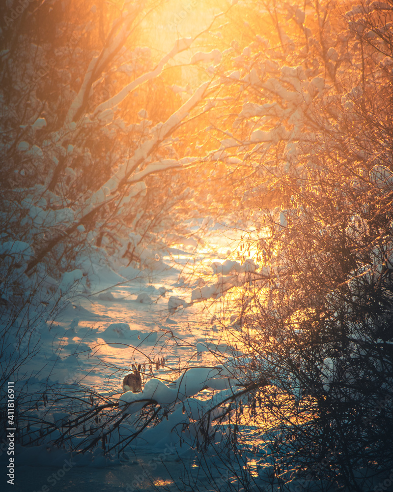 Soft morning light in winter forest. Wild animal under sunlight in beautiful snowy woods. Vibrant sunshine passing through trees. Early morning scenery with Orange Pink Yellow sunlight. Winter outdoor