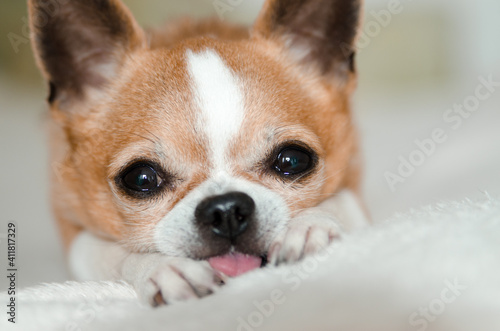 Close-up of a Chihuahua looking at the camera, isolated on white © Ольга Кан