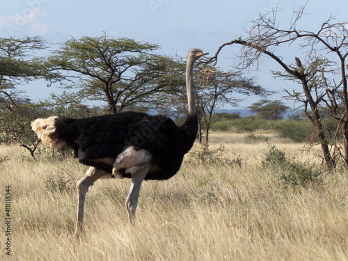 Somali Ostrich photo