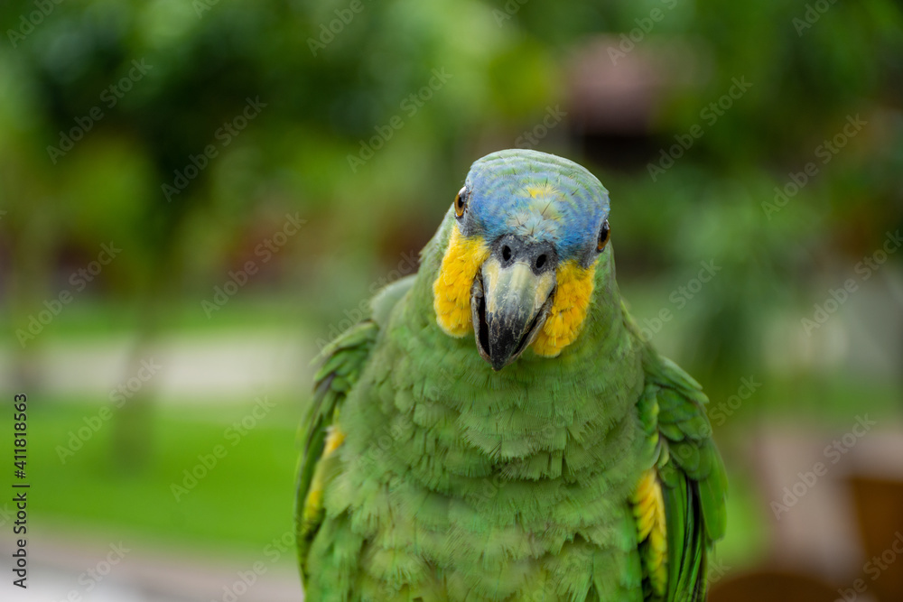 Obraz premium Parrots (Psittacidae)