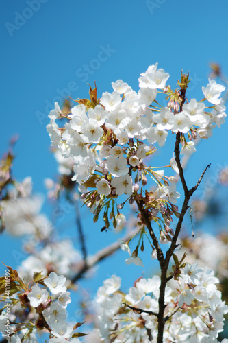 tree blossom