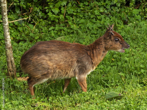 Mountain Suni in Kenya