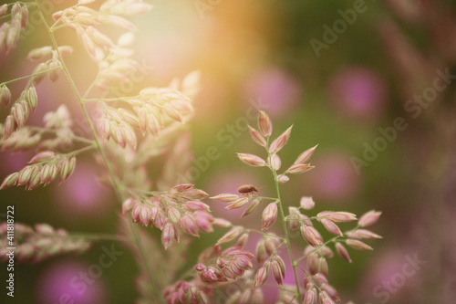flowers in spring
