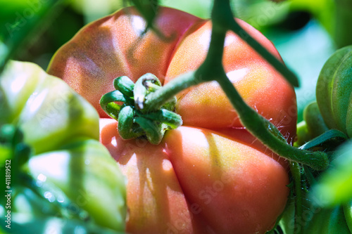 Beefsteak tomatoes close up, pink ripe and ready to harvest fruit next to the green unripe one, growing on hairy vines in the summer garden healhy food and self sufficency concept photo