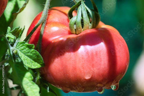 Red pink ripe beefsteak tomato growing on the hairy vines in the summer garden in the sunlight, with raindrops on, self sufficiency conce