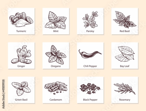 Spices and herbs. Hand drawn ginger, chilli and black pepper, green basil, oregano and bay leaf. Mint, cardamom and rosemary. Aromatic cooking ingredients vector isolated illustration
