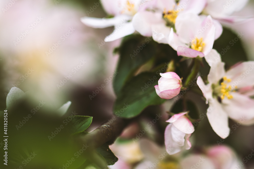 Flowering in the spring. Beautiful earlier flowers. Flowering in the spring. Beautiful earlier flowers.
