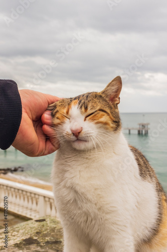 cat sitting on a railing and posing for a photo against the backdrop of the sea. good-natured street kitten. petting a cat.