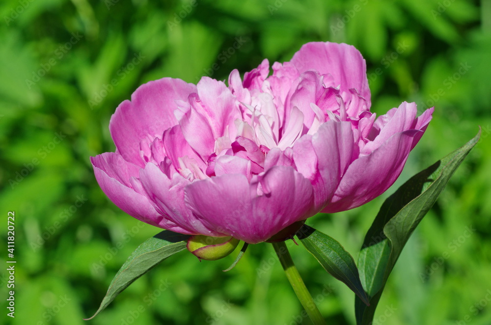 Blooming pink peony (lat. Paeonia) on the background of greenery close-up Blooming pink peony (lat. Paeonia) on the background of greenery close-up