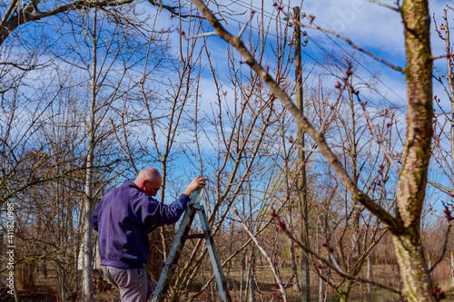 Gardener is cutting branches, pruning fruit trees with pruning shears in the orchard