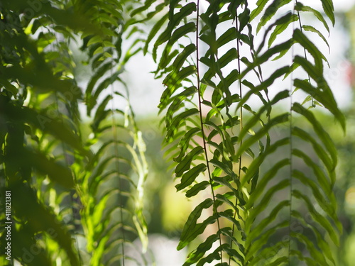 Tiger fern, LOMARIOPSIDACEAE, Nephrolepis sp. cultivar Planted in ornamental plants by garden, hanging potted plants. Nephrolepis exaltata Schott cv. Bostoniensis Variegata, green leaves background