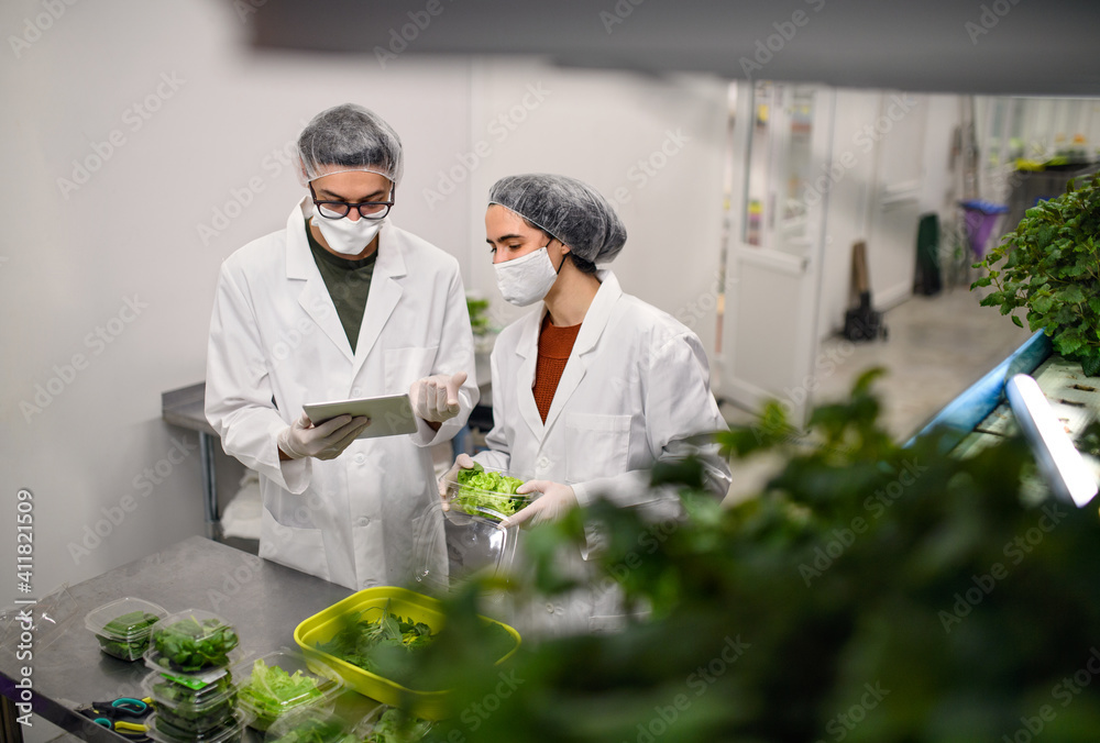 Workers with face mask on aquaponic farm, sustainable business and coronavirus. Workers with face mask on aquaponic farm, sustainable business and coronavirus.