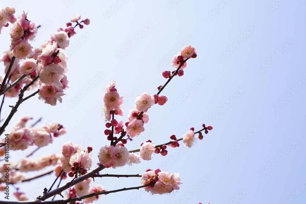 Plum flowers are blooming under the sky in Japan in February. Plum flowers are blooming under the sky in Japan in February.