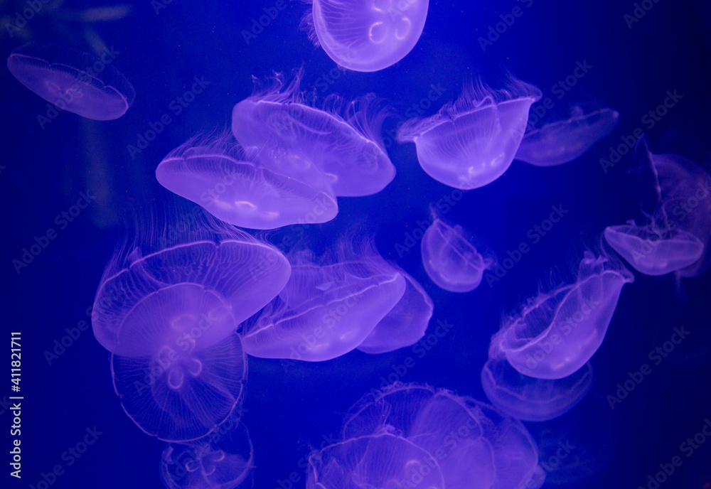 jellyfish aquarium background jellyfish aquarium background