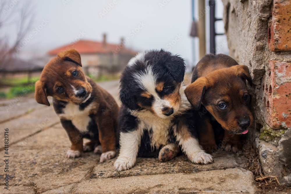 little cute dogs playing in the yard. beautiful little puppies walk on the grass in the yard. animals live in freedom.