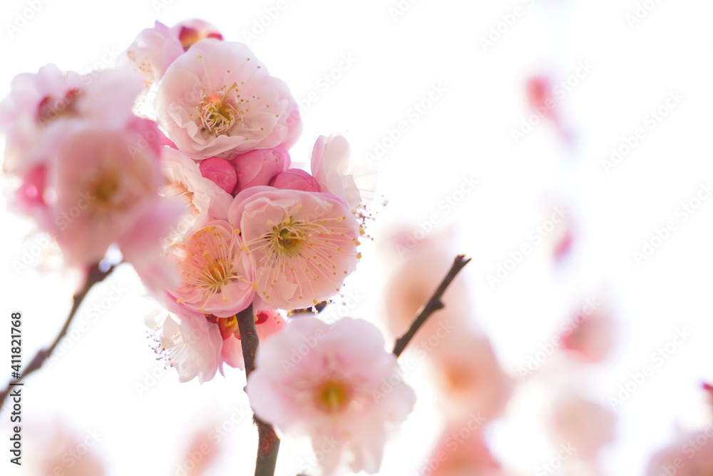 Plum flowers are blooming under the sky in Japan in February. Plum flowers are blooming under the sky in Japan in February.