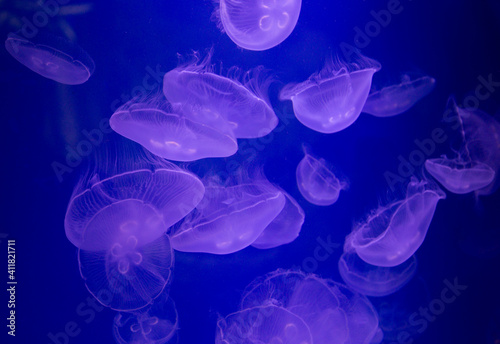 jellyfish aquarium background © Olga Bugro