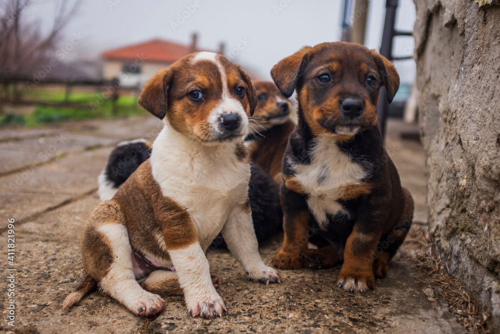 little cute dogs playing in the yard. beautiful little puppies walk on the grass in the yard. animals live in freedom. little cute dogs playing in the yard. beautiful little puppies walk on the grass in the yard. animals live in freedom.