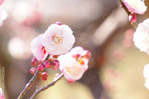 Plum flowers are blooming under the sky in Japan in February.
