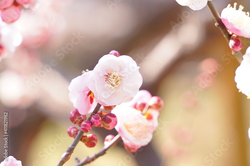 Plum flowers are blooming under the sky in Japan in February. photo