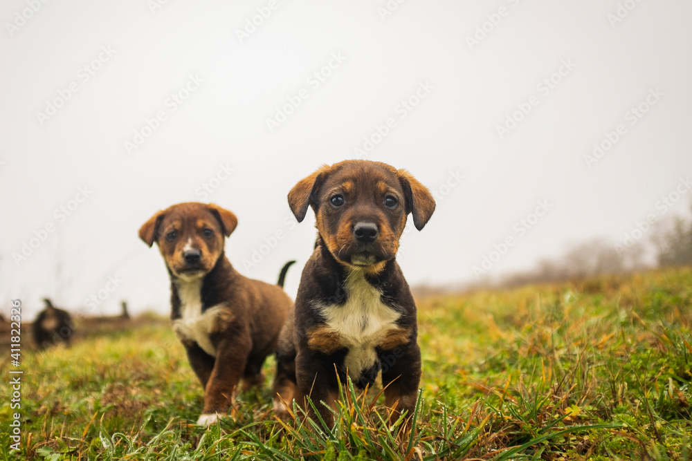 little cute dogs playing in the yard. beautiful little puppies walk on the grass in the yard. animals live in freedom.