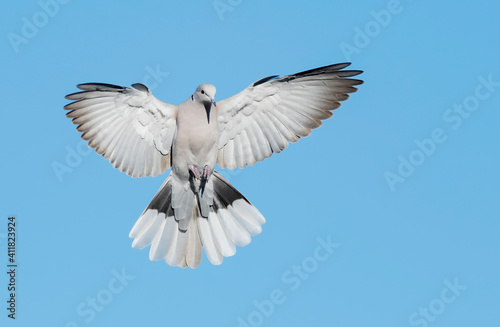 Eurasian Collared Dove, Streptopelia decaocto