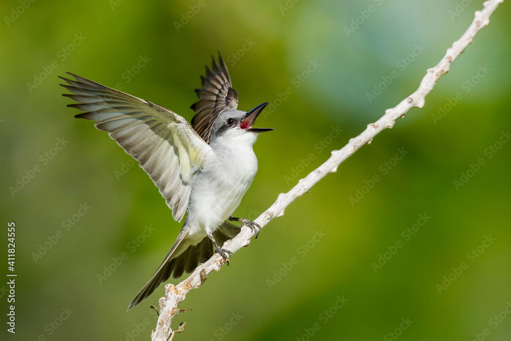 Gray Kingbird, Tyrannus dominicensis