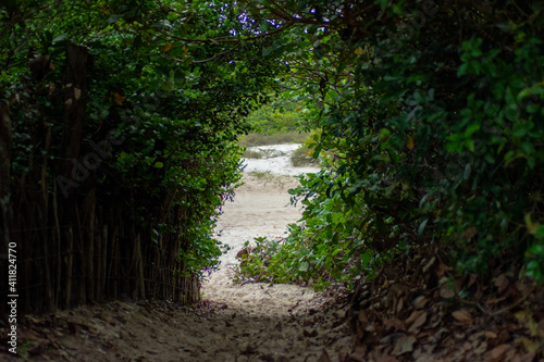 sand path in the forest