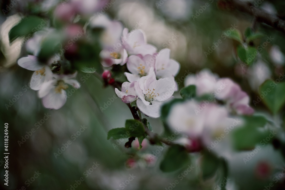 Naklejka premium Apple pink flower