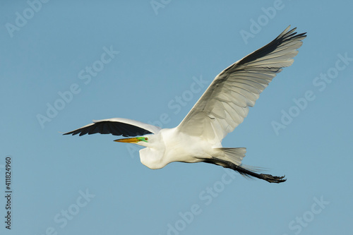 American Great Egret, Ardea alba egretta © AGAMI