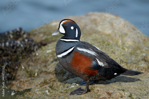 Harlequin Duck, Histrionicus histrionicus © AGAMI