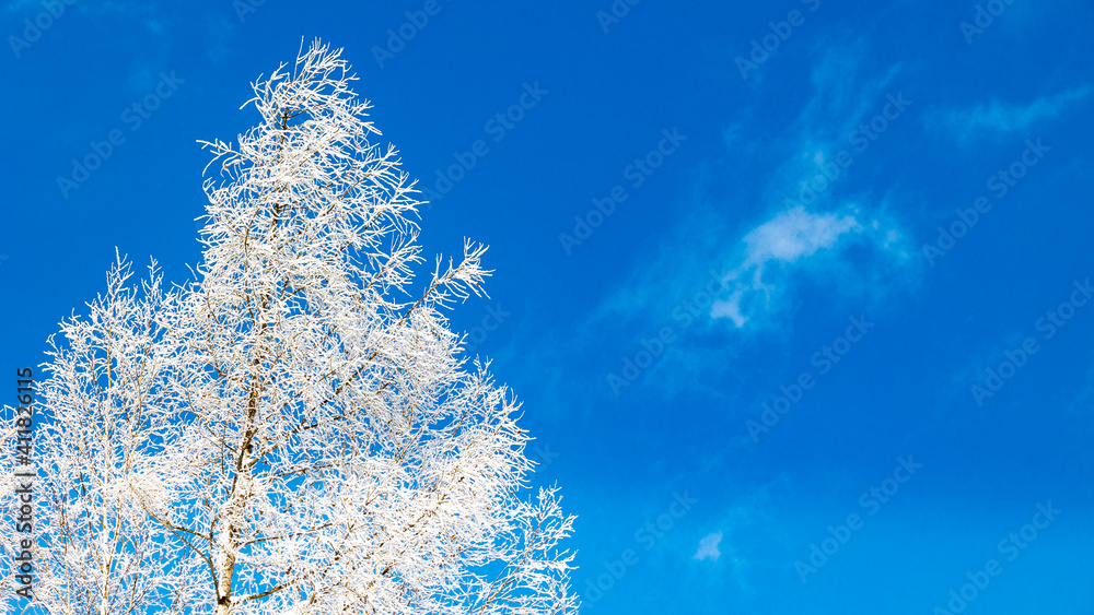 美瑛　霧氷と青空