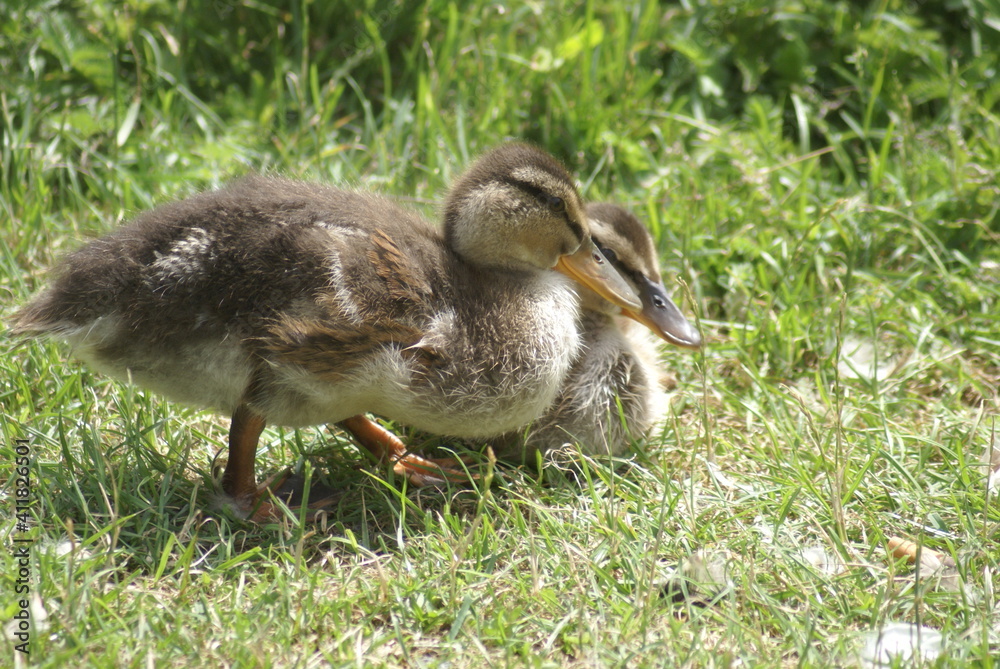 Stockentenküken Küken kuscheln gemeinsam in Wiese Stockentenküken Küken kuscheln gemeinsam in Wiese