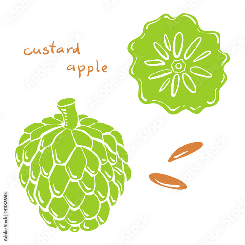 Custard apple, cherimoya. Whole, slice and seeds. Colorful sketch collection of tropical fruits isolated on white background. Doodle hand drawn fruit icons. Vector illustration