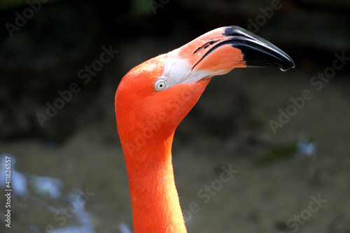 Flamingo face in Key West