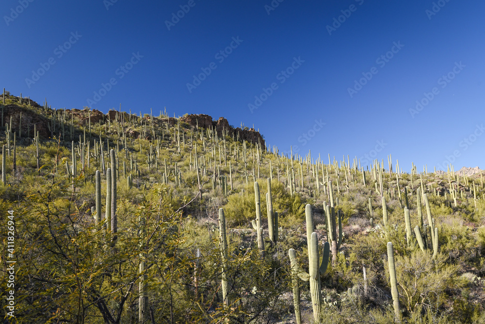 Fototapeta premium Beautiful Desert Landscape