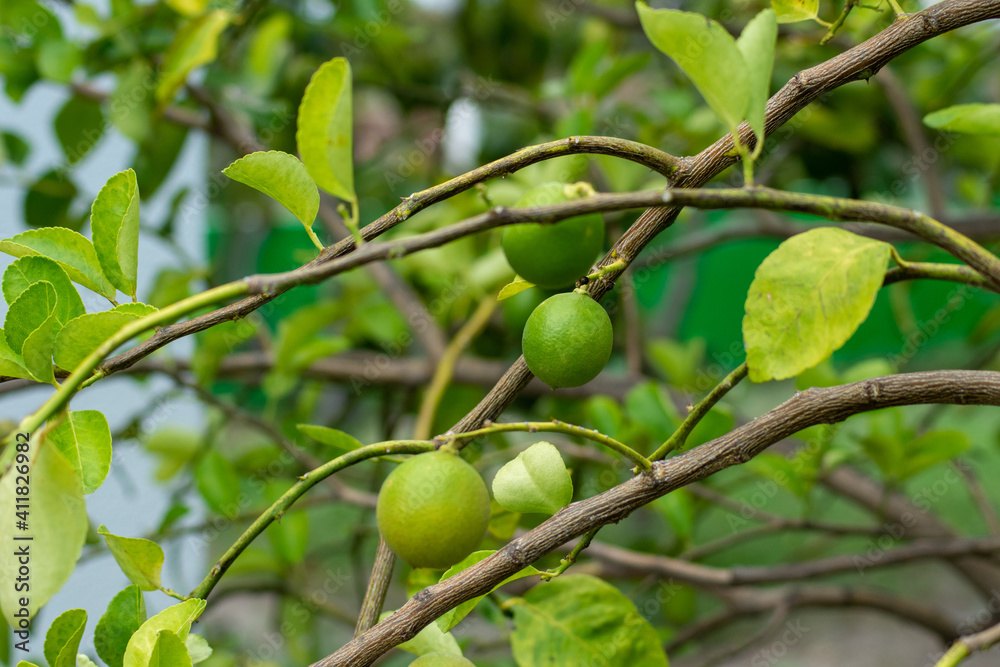 lemon on the tree