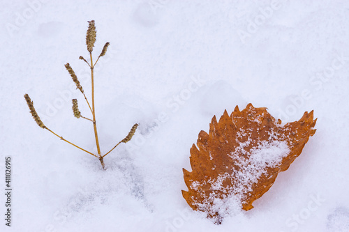 雪の上のナラの葉
