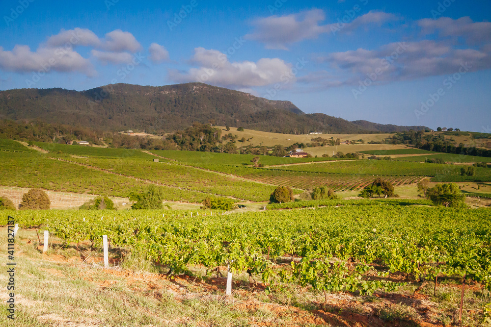 Hunter Valley Vineyard in Australia