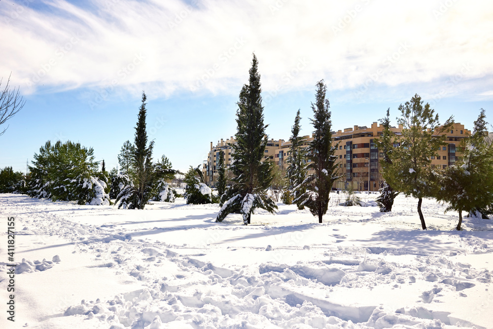 Snow scene on a sunny day. Park with fir trees covered with snow in Calle Real de Arganda, in Vallecas after the Filomena snow storm. Snow scene on a sunny day. Park with fir trees covered with snow in Calle Real de Arganda, in Vallecas after the Filomena snow storm.